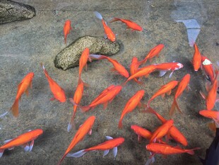 池中游动的鲜艳红色金鱼