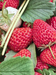 新鲜饱满的成熟草莓