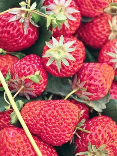 新鲜饱满的诱人红草莓