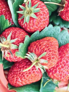 新鲜饱满的草莓果实