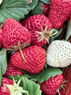 野草莓果实与绿叶特写