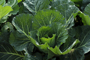  卷心菜