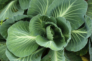  卷心菜