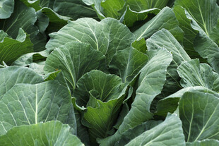  卷心菜