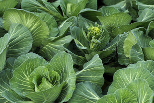  卷心菜