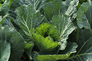 卷心菜 绿叶