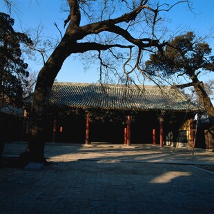 古树下的中式传统建筑