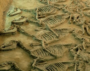 古代马骨遗迹