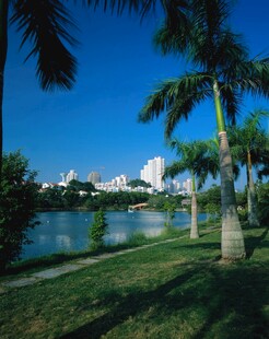湖畔椰林景
