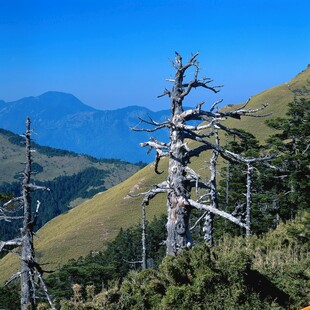 高山枯树与葱郁植被景观