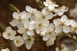 洁白李花绽放枝头