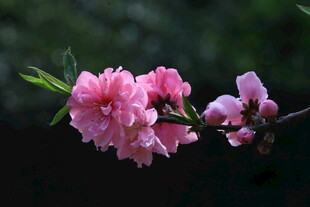 碧桃花  