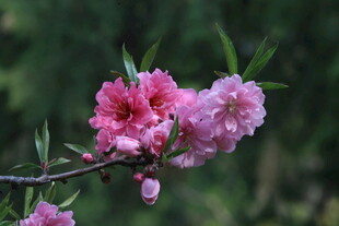 碧桃花  