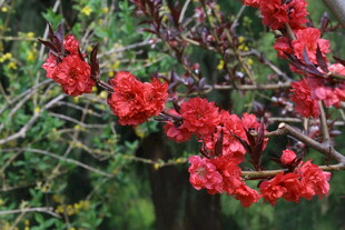 碧桃花  