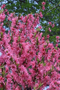 菊花桃  