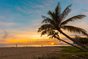 海边椰树映夕阳美景
