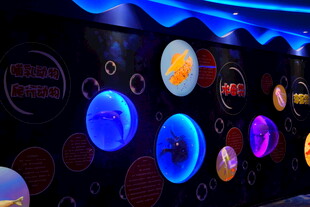 海底世界 展览墙