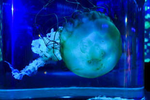 海底世界 水母