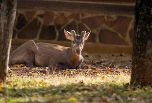 林间休憩的小鹿