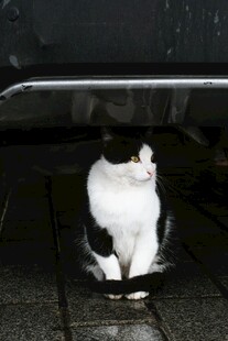 黑白猫咪躲在车底