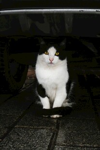 黑白猫咪蹲坐地面