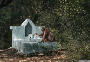 猴子坐在精致小屋旁
