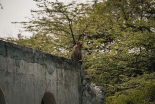 石桥旁繁茂绿树景观