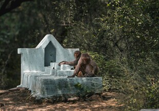 猴子坐于小屋旁的场景