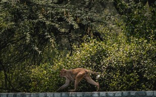 山林间的野生动物