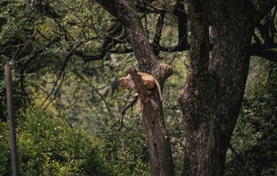 猴子在树上玩耍