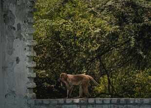 墙边小狗置身绿意中