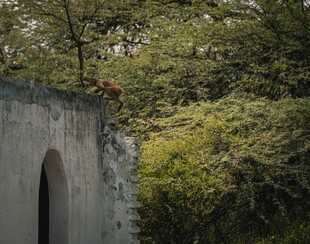 古墙旁繁茂绿意