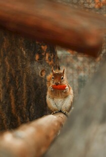 戴红围巾的可爱小松鼠