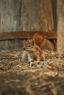 木墙下的可爱小松鼠