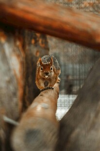 笼中猫咪好奇张望