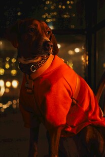 穿红衣的狗狗坐于城市夜景前