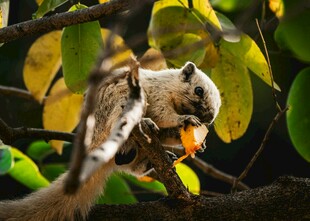 树枝上进食的可爱小松鼠