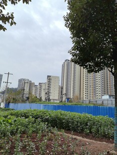 城市绿植旁的高楼建筑群