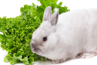 白兔依偎新鲜生菜叶
