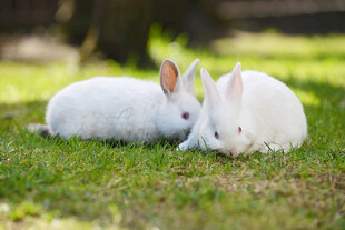 草地上的两只可爱白兔