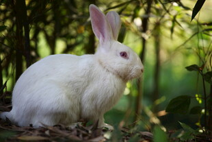 林间白兔
