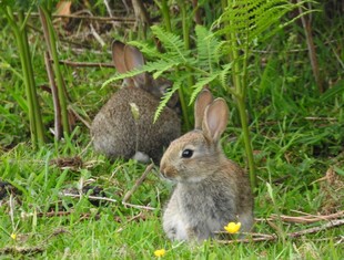 草地上的两只可爱小兔子