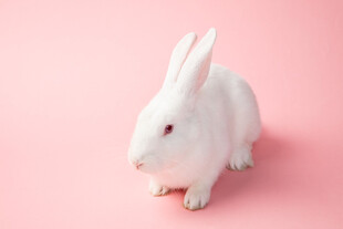 粉色背景上的可爱小白兔