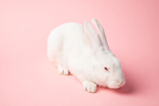 粉色背景下的可爱白兔