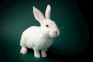可爱白兔