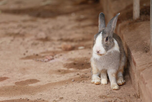 灰白兔子坐于地面