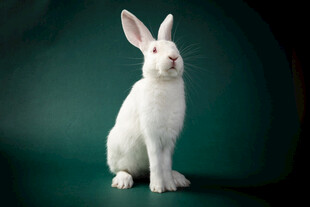白色萌兔