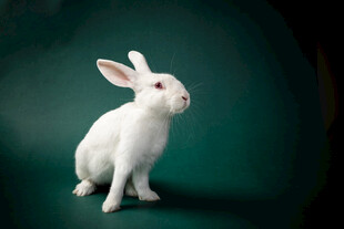 白色萌兔