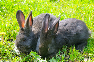 草地上依偎的两只黑兔子