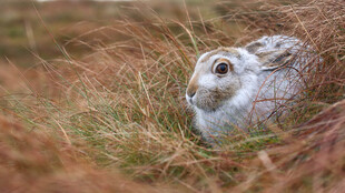 草丛中的可爱野兔